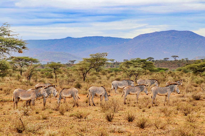 2 Days 1 Night Samburu Game Reserve Road Safari