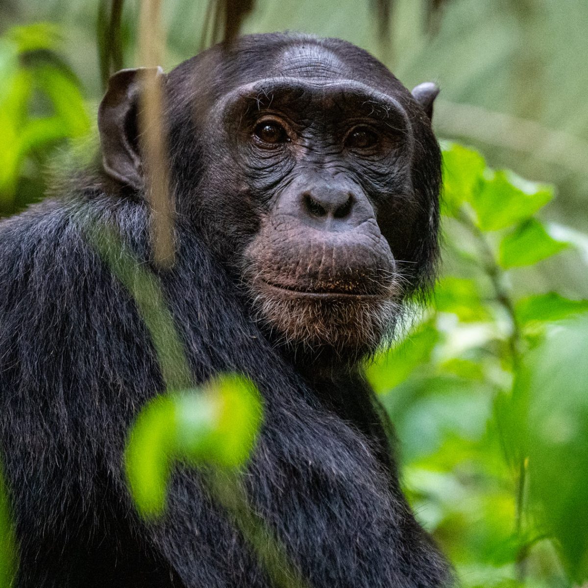 Rwanda-primate-safaris